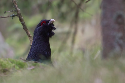 Capercaillie / Tjder