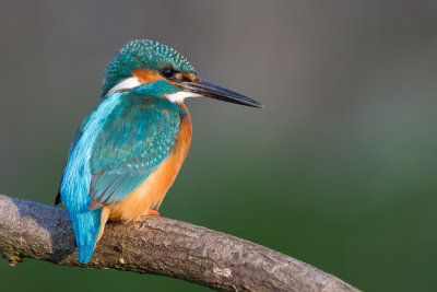 Kingfisher / Kungsfiskare