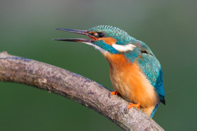 Kingfisher / Kungsfiskare