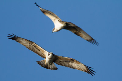 Osprey / Fiskgjuse