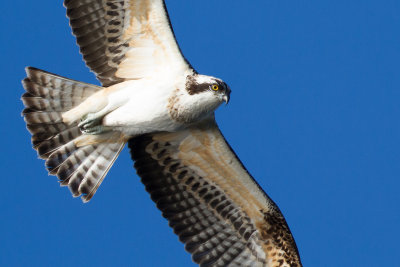 Osprey / Fiskgjuse