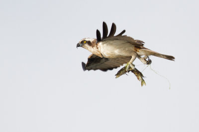 Osprey / Fiskgjuse