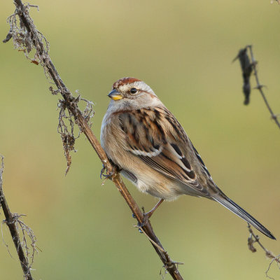 American Tree Sparrow / Tundrasparv