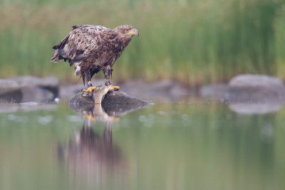 White-tailed Eagle (Havsörn)