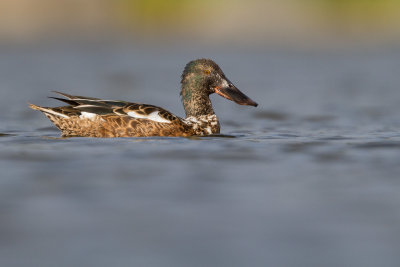 Shoveler / Skedand