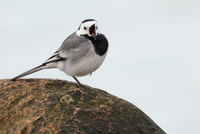 Larks, Pipits and Wagtails  / Lrkor, piplrkor och rlor