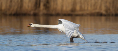 Mute Swan / Knlsvan