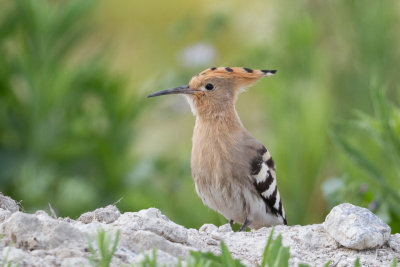 Kingfisher, Hoopoe / Kungsfiskare, Härfågel