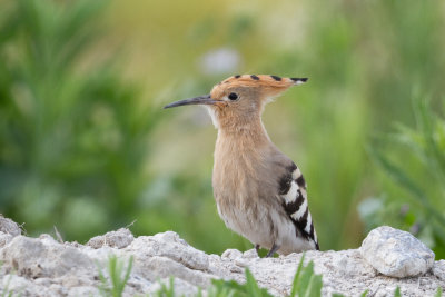 Hoopoe / Hrfgel