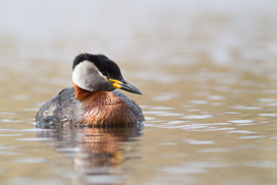 Red-necked Grebe / Grhakedopping