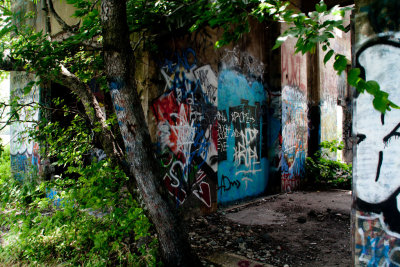A tree grows