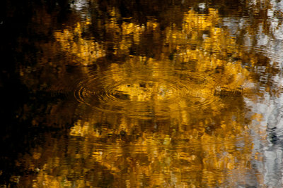 Yellow ripples