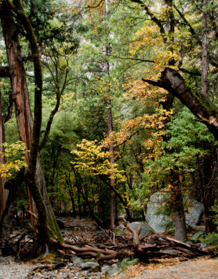 Wet undergrowth