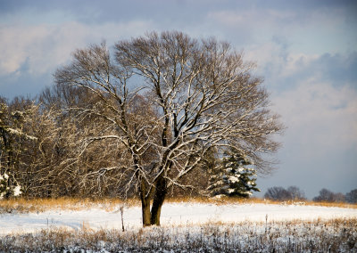 Snow Tree