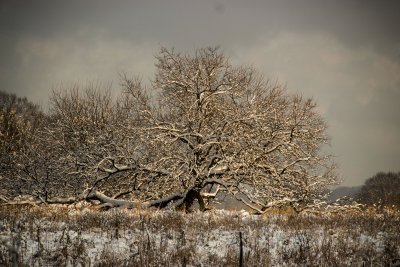 Snow Tree