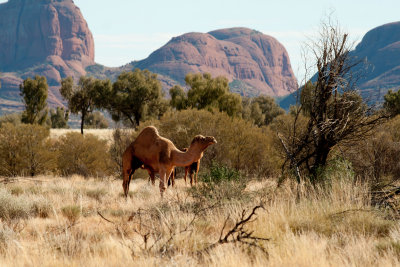Camel and Olgas