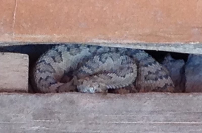 Lurking Rattlesnake