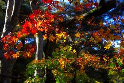 Fall Colors - Japan - November 2015