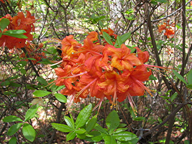 86_BigOrangeFL.xs.jpg