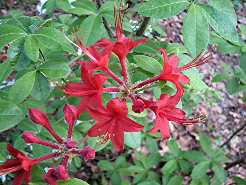 RedBank1FL.xs.jpg