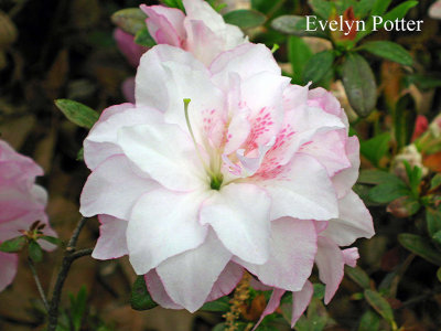 'Evelyn Potter'