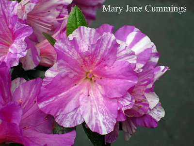 'Mary Jane Cummings'