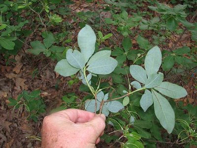 197_SchwindYellowLeafUnderside.jpg