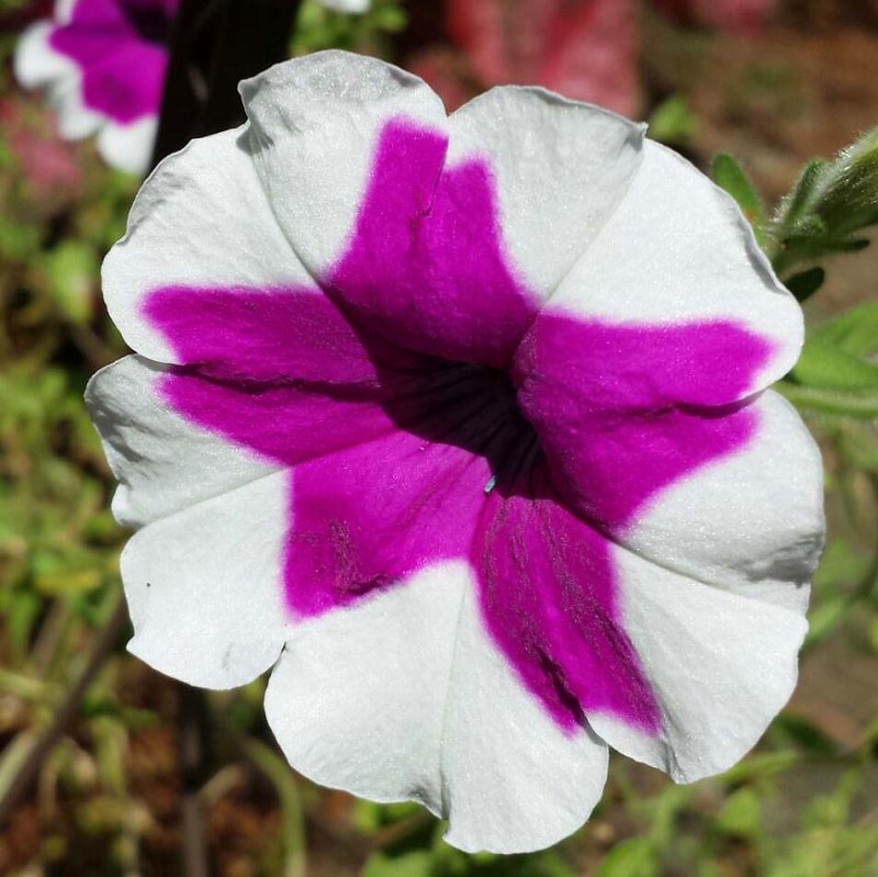 Morning Flower