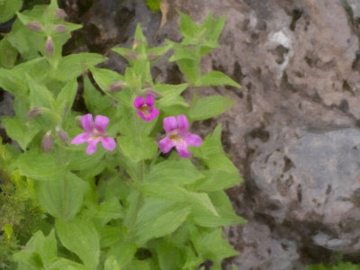 Isolated Monkey Flower in Oil