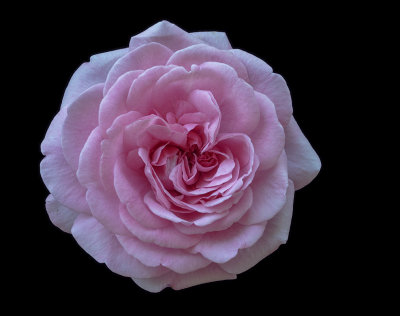 Homegrown Rose Baseline