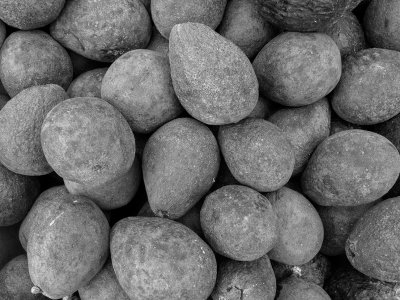 Avocado Rocks