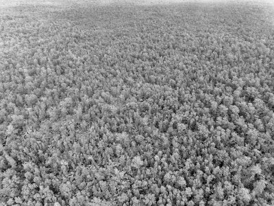 Hilo Tree Density