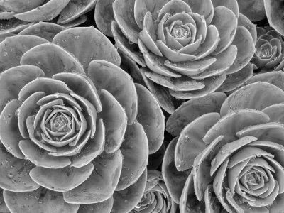 06_2014_Final Succulents 379 copy.jpg