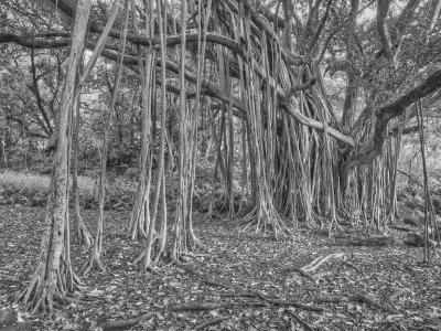Banyan, Another View