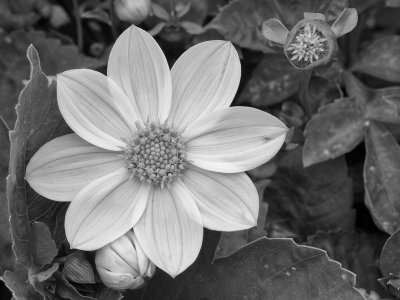 07_2014_White Dhalia BW 287.jpg