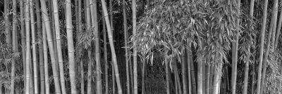 10_2014_Bamboo Horizontal BW.jpg