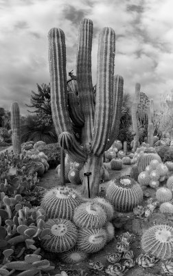 10_2014_Vertical Cactus Pano.jpg
