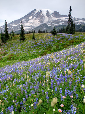 Rainier Vert 3 Blend Exp.jpg