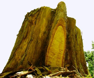 Stump_IMG_5699blu-JSC.tif