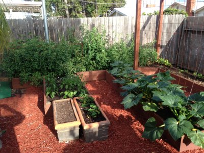 Raised beds