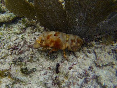 Slipper Lobster