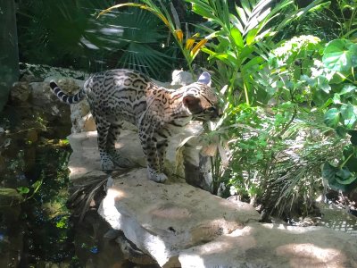 CrocoCun Ocelot