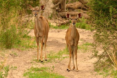 AFR_6047 Greater Kudu