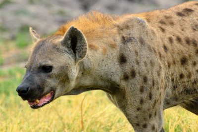 AFR_6073 Spotted Hyena