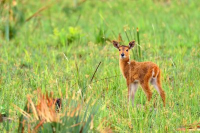 AFR_6512 Red Lechwe fawn
