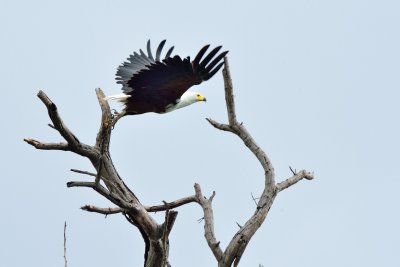 AFR_6575 African Fish Eagle