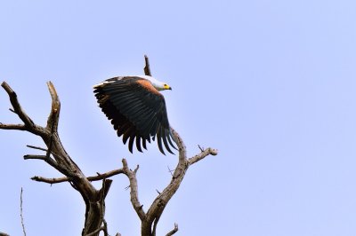 AFR_6576 African Fish Eagle