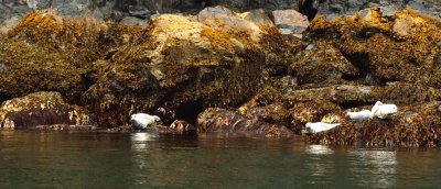 AKA_0408 Harbor Seals, Resurrection Bay