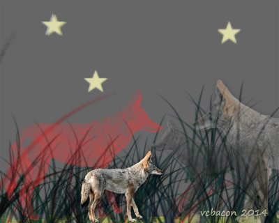 Coyote Pack