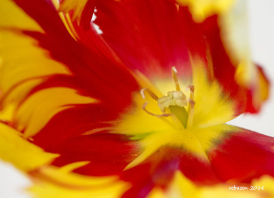 Heart of a Tulip